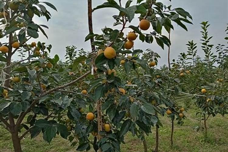 柿子树最佳的施肥时间 柿子树什么时候施肥