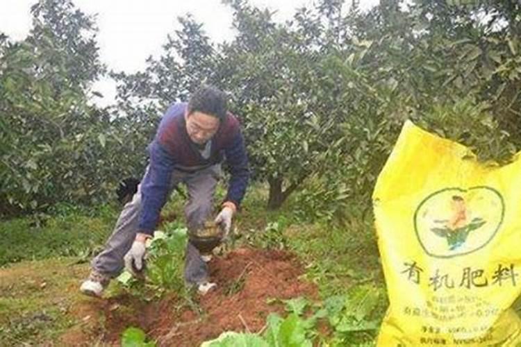 柑橘开花时期适合用啥肥料
