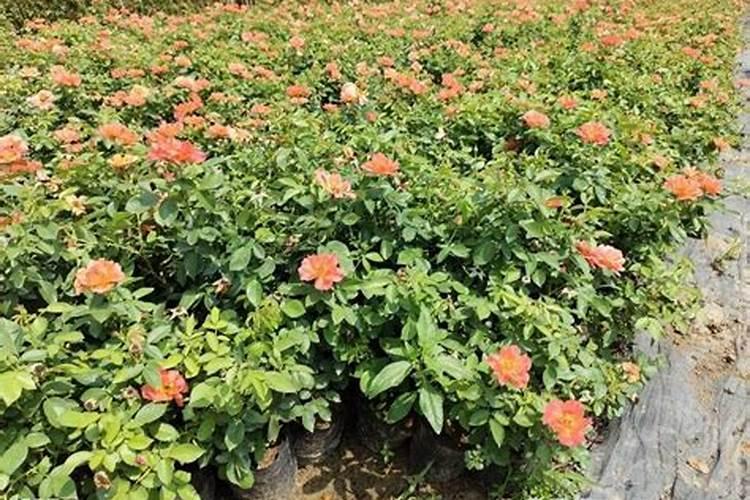 月季冬天怎么施肥