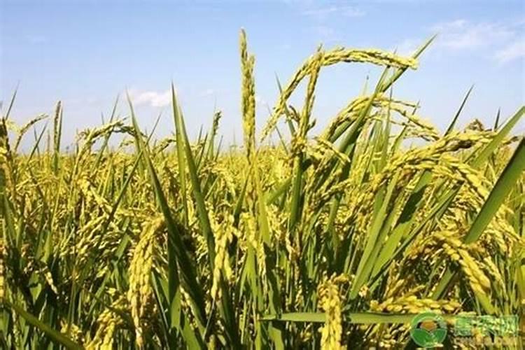 种植水稻,插秧后几天下肥比较好呢？用什么肥好？