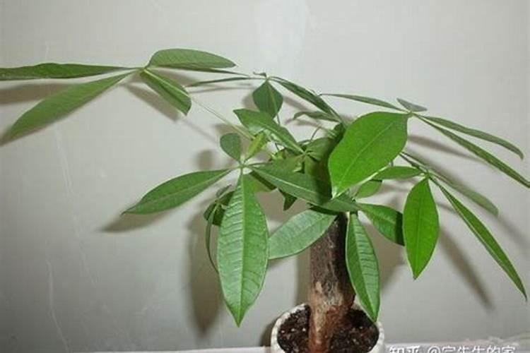 果农杀手锏:柑橘青苔的防治用药方案!