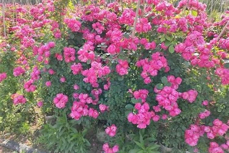 月季花施什么肥料好