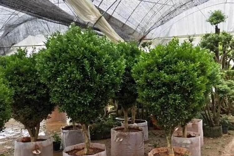 黄杨的生长需要什么肥料