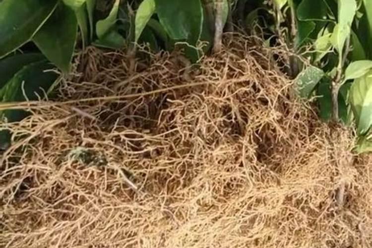 树苗施什么肥料什么时间施肥最好