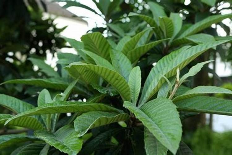 枇杷高产用什么叶面肥？枇杷怎样让果实快速膨大？枇杷膨果增甜用...