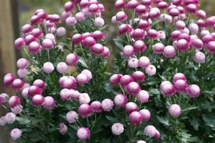 珠玉之卵小雏菊 几月花苞