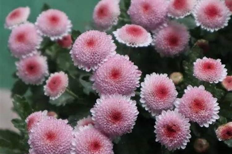 农村叫老米菊是什么植物