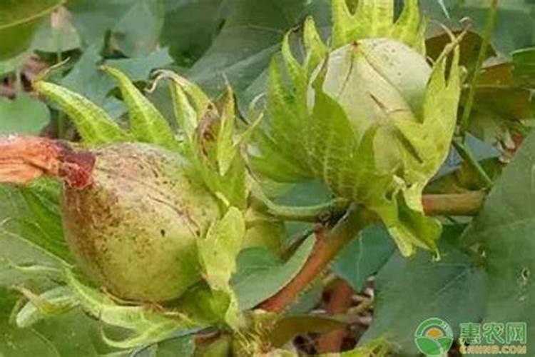 硝酸磷肥价格多少 硝酸磷肥和尿素哪个好