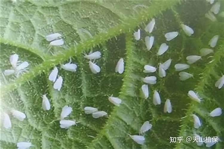 白粉虱能引起白粉病吗