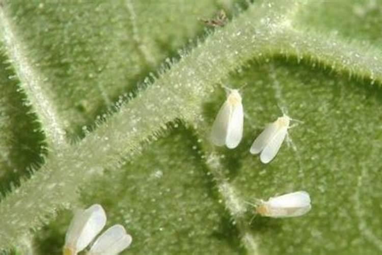 白粉虱、蓟马应该如何防治才好？