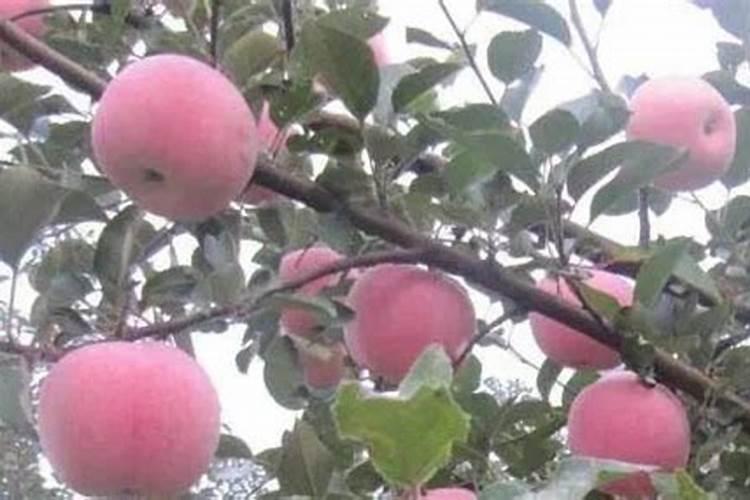 苹果膨果期冲施什么肥料好？苹果膨大期用什么冲施肥好？