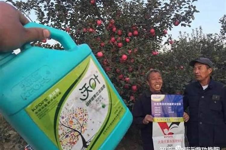 苹果果实膨大需要什么肥料？苹果一次冲施多少肥料？苹果叶面肥用金泰靓...