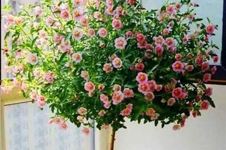 木槿怎么养才能旺盛 木槿花如何养护更好