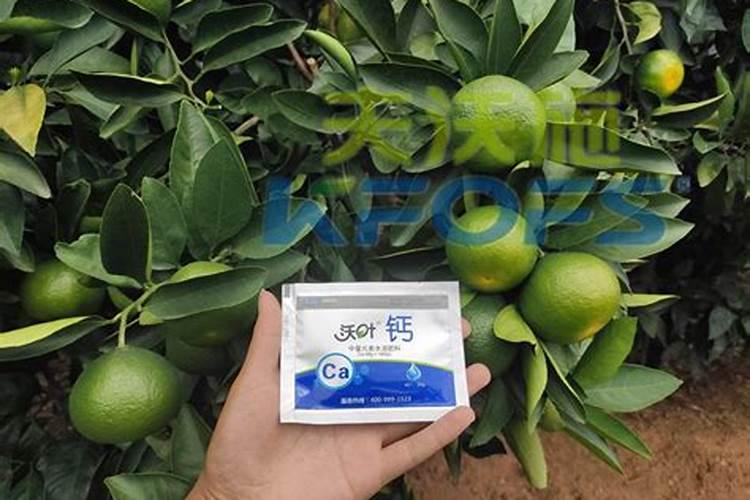 果树怎样补钙