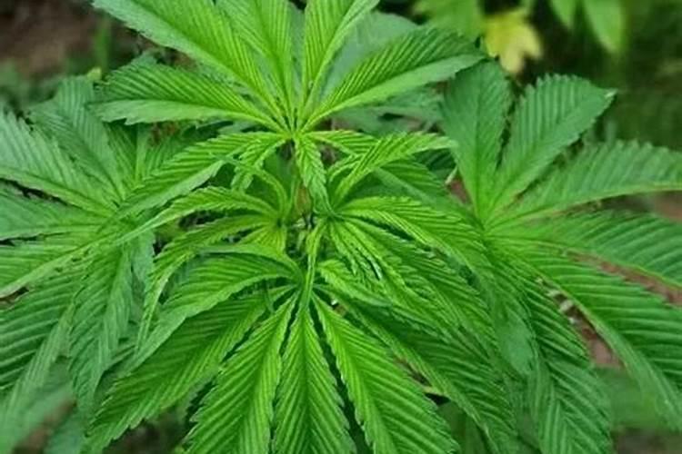 请教养兰高手用做君子兰肥料的(麻子)是蓖麻子吗