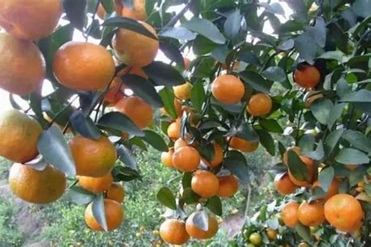 生物磷肥种小麦每亩加尿素多少斤？