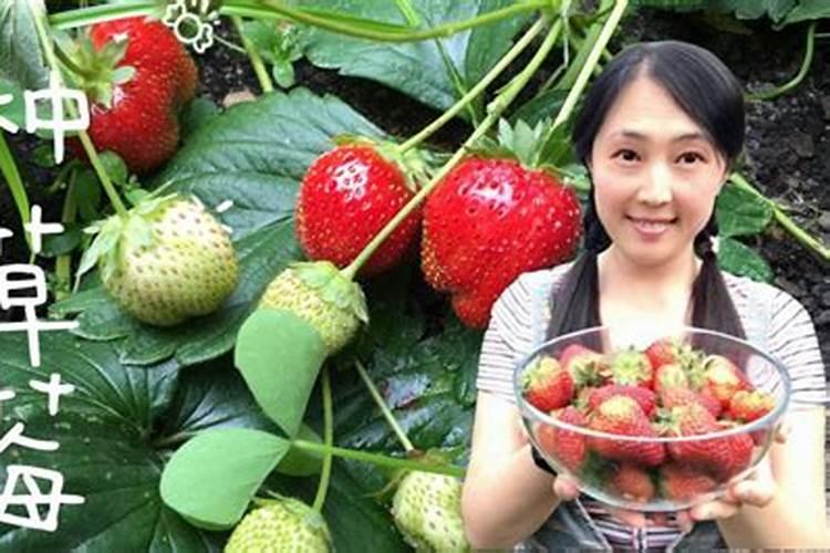 草莓施肥的方法