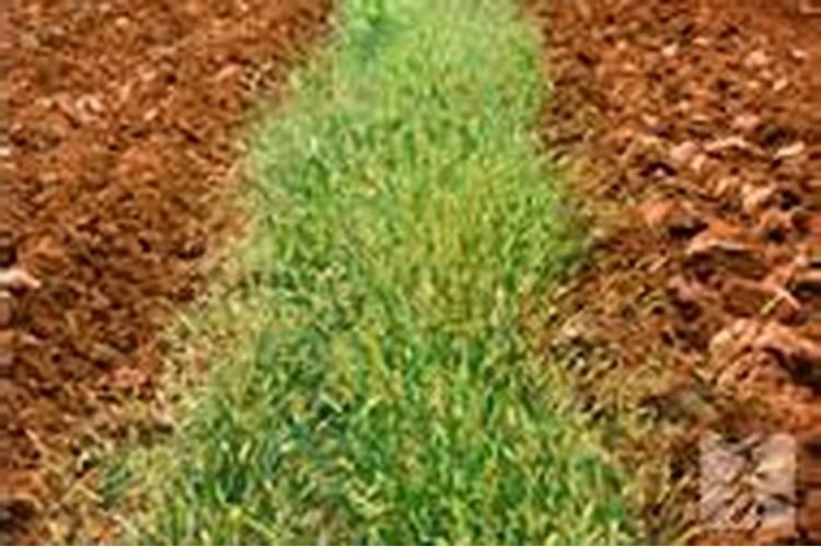 水溶肥使用时注意事项、方法与用量？