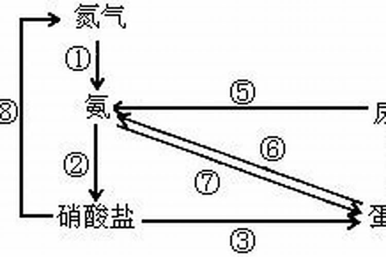氮肥的主要形态？