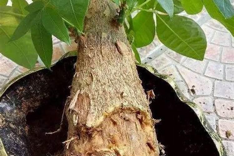 发财树烂根怎么处理