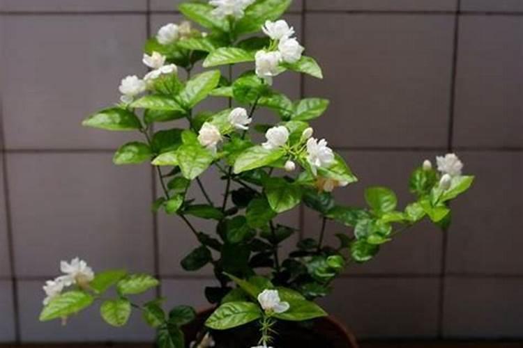 哪些花卉不能施复合肥 原因是什么