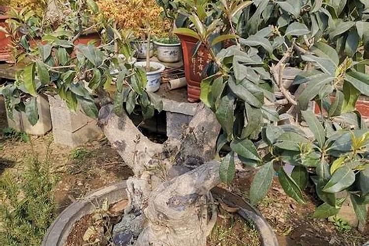 桂花施肥浇水方法详解(图)