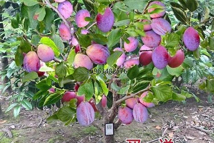 果苗施什么肥长得快