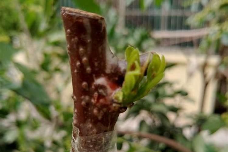 果树栽植要去掉嫁接膜吗？