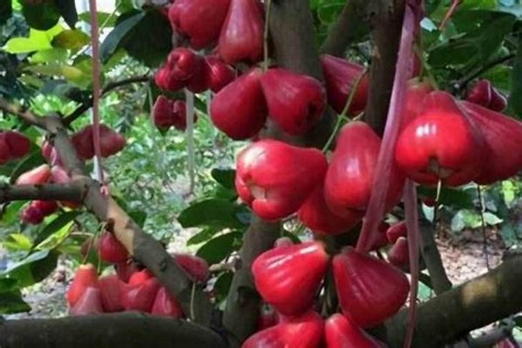 莲雾腐烂用什么肥料最好？