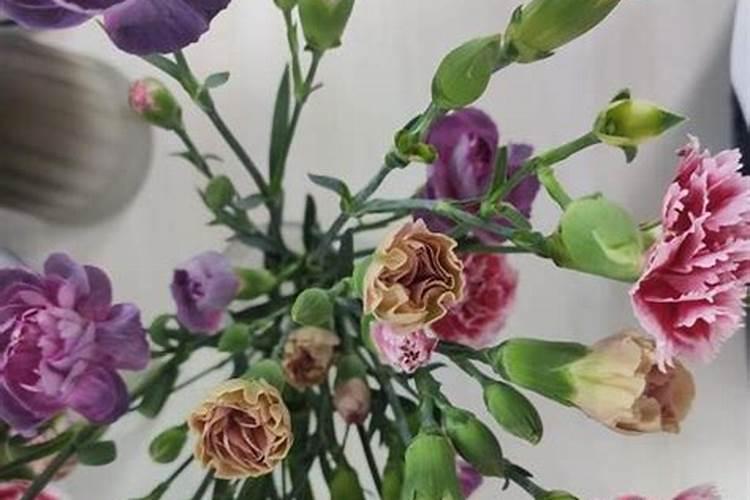 康乃馨怎么施肥？