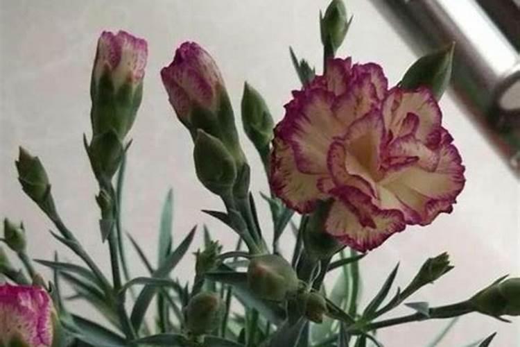 康乃馨夏天怎么浇水 康乃馨怎样施肥