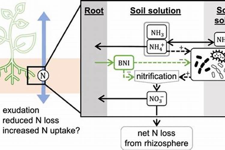 农家肥氮肥有哪些