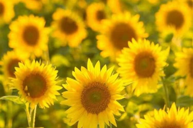 葵花开花了时能追肥吗