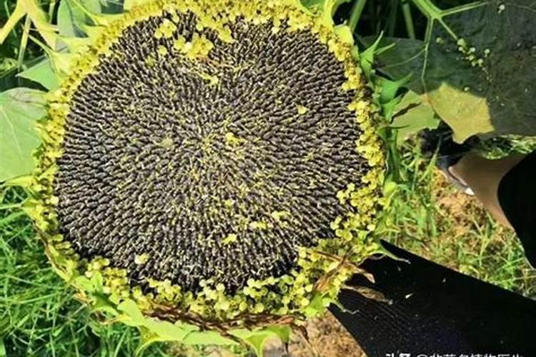 葵花追肥用什么肥好