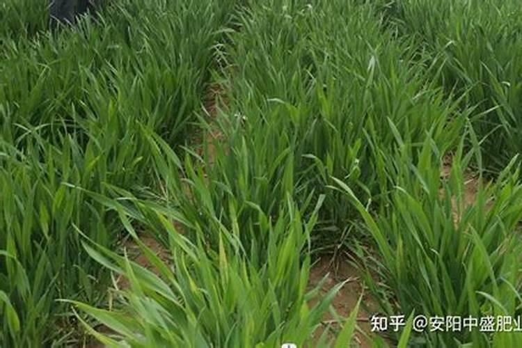 叶面肥可以灌根吗 叶面肥多长时间能吸收