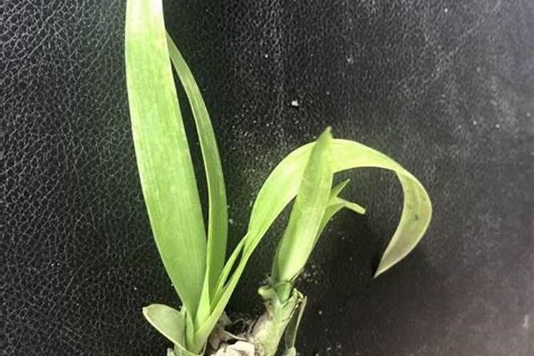 花朵浓香的晚香玉,花可以看一两个月,缺点是容易长歪