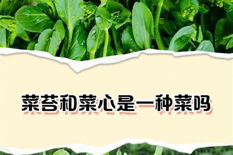 北方菜苔的种植时间与方法 北方菜苔的种植时间与方法是怎样的