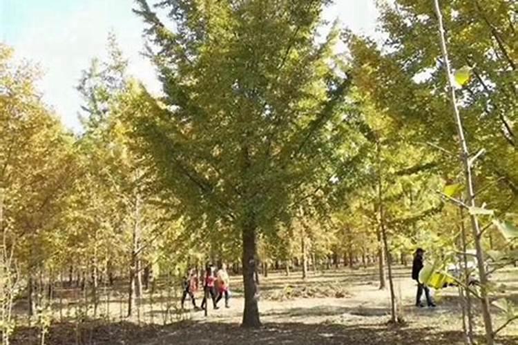 怎样让君子兰脉纹突出