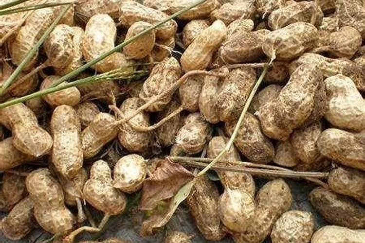 种植花生磷肥的正确方法