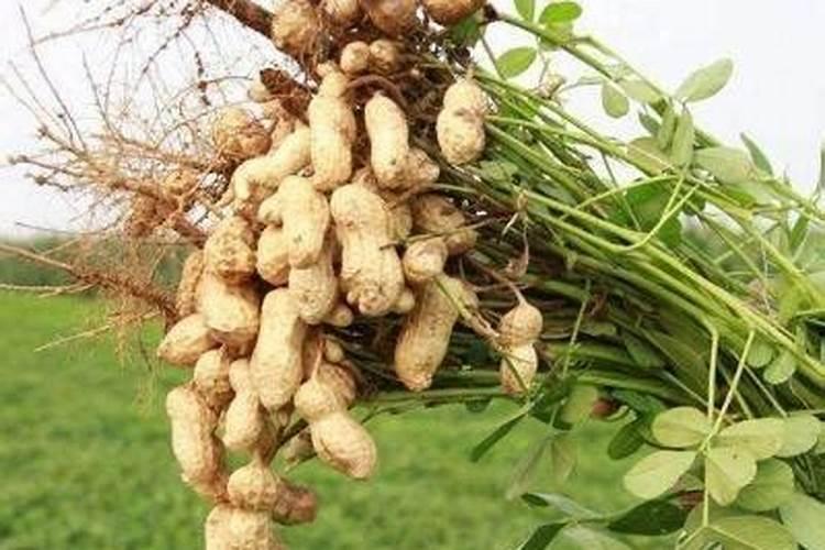 早期花生苗用销酸磷钾肥料行吗  百度