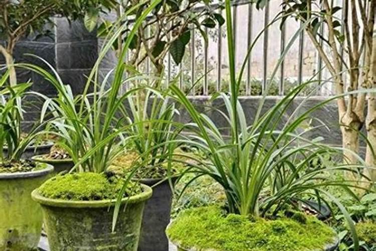 兰花怎么养才能旺盛