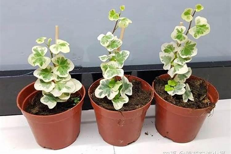 常春藤怎样养才能爆盆？