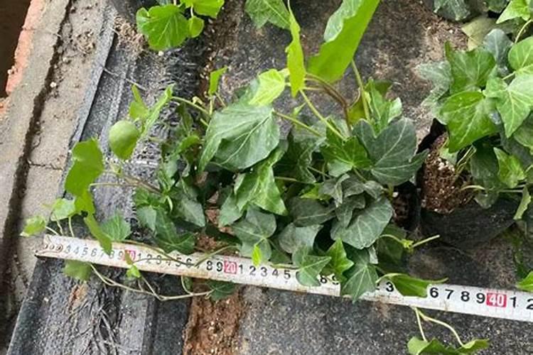 常春藤养护方法和注意事项