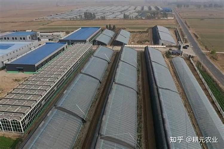 尿素浇菜最佳方法