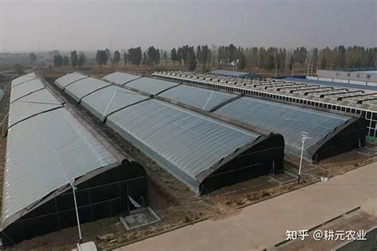 尿素能给蔬菜浇水吗？