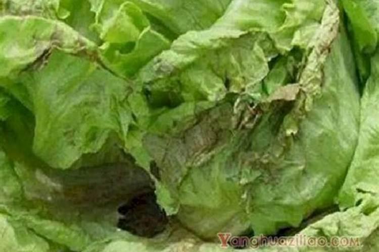 种菜一般菜叶喷什么莱才长得好