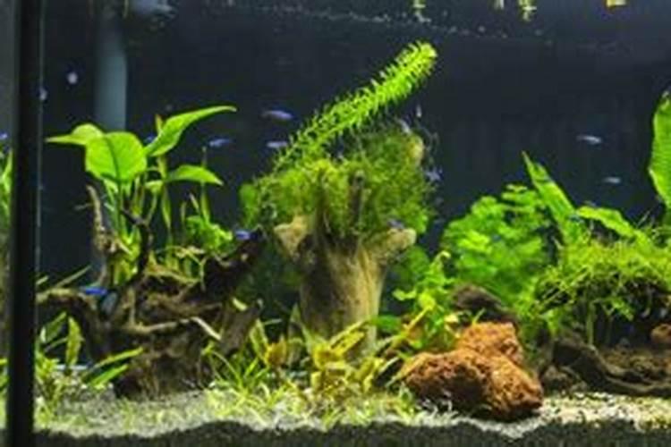 胺基酸叶面肥的配比是多少