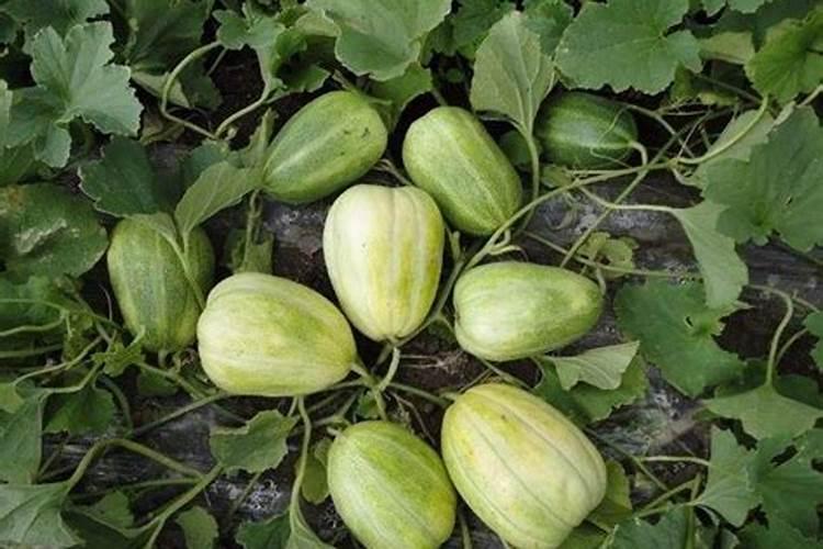 黄瓜化瓜怎么补救