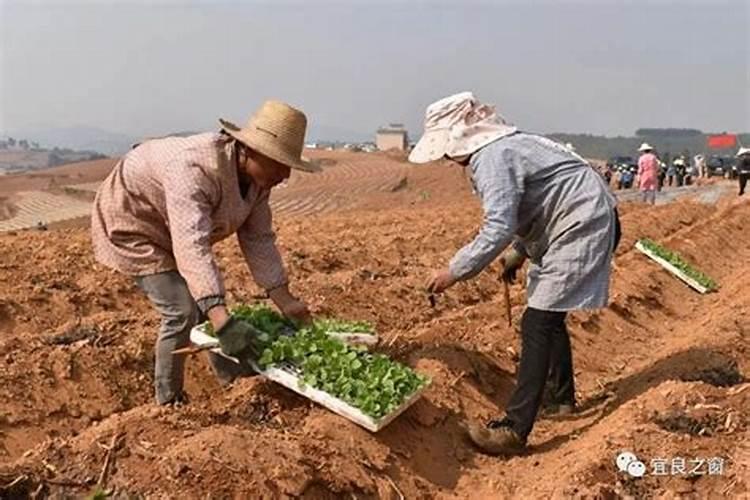 烟草花叶病用什么药