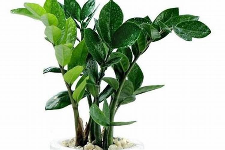 摇钱树叶子枯萎了怎么补救 防治方法简介